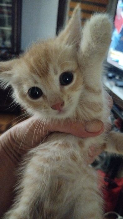 Котята  3месяца , крысоловыв добрые руки