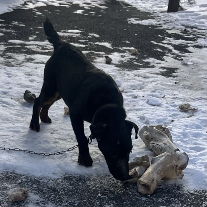 Ягдтерьер на вязку…………………………………………