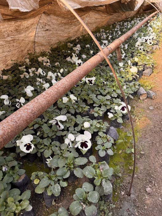 Viola. Kapalak gul F1