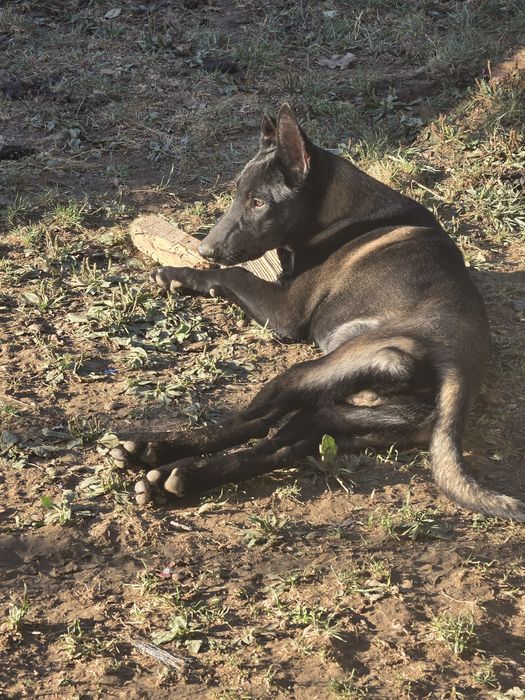 Ciobănesc belgian malinois