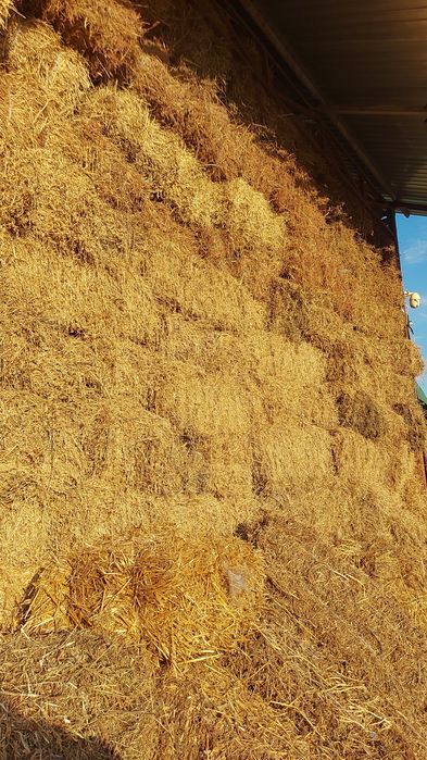 baloti de lucerna fin borceag paie