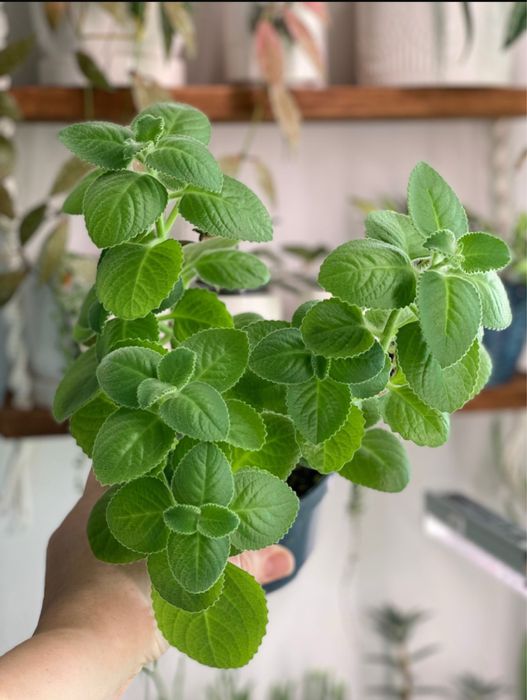 Продам черенки хой