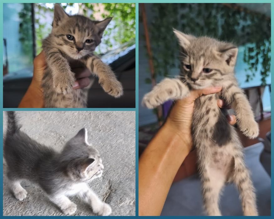 Отдам котят ,срочно