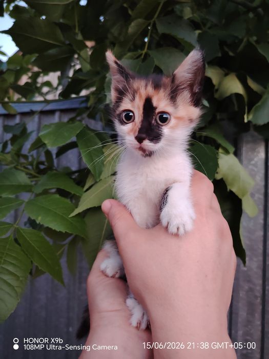 Отдам милых котят