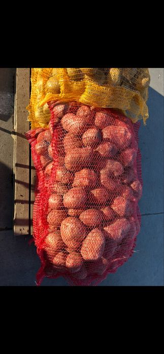 Cartofi de sămânță roșii și albi