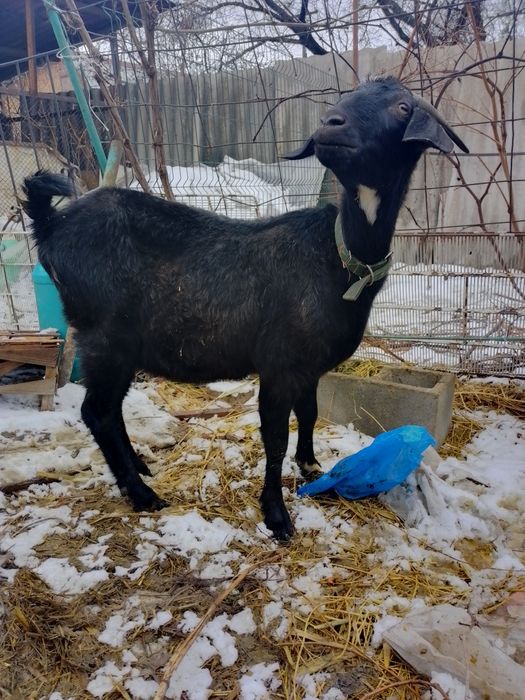 Молочная коза с козленком.