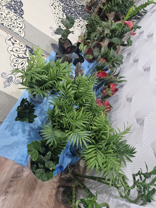 Домашние цветы из разных сортов