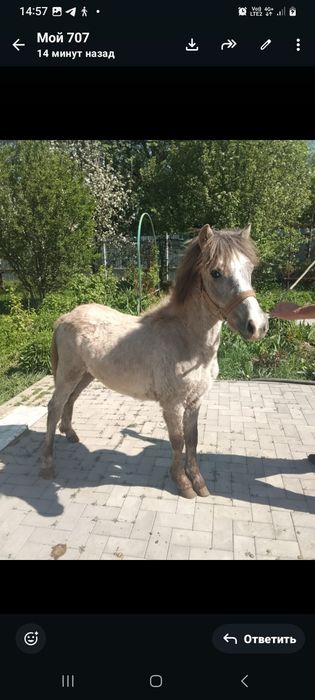 Продаётся Кобылка Шетлендской Пони 1.4 года