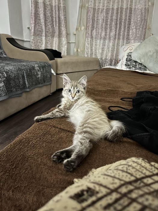 Котенок в добрые руки