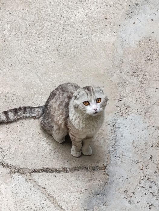 Mushuk Scottish fold Silver