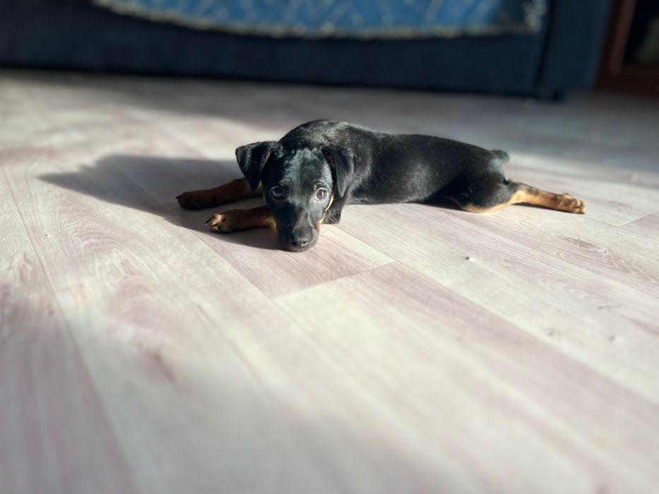 Пинчер кобелек .