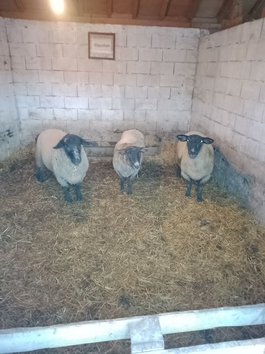 Чистокръвни овце Suffolk