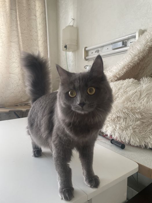 Отдам котенка в добрые руки