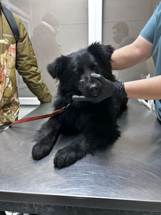 Пропала собака Алматы