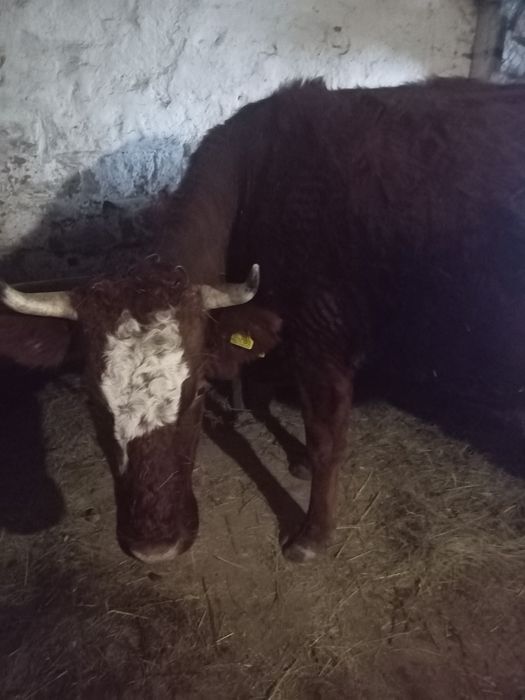 Продам  тельную корову с четвертым отелом корова спокойная молочная