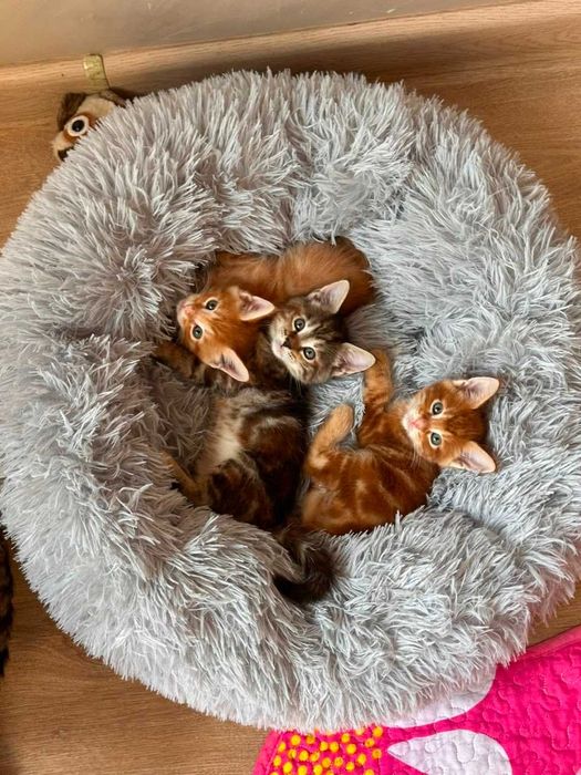 Котята Мейн Куны - смесь