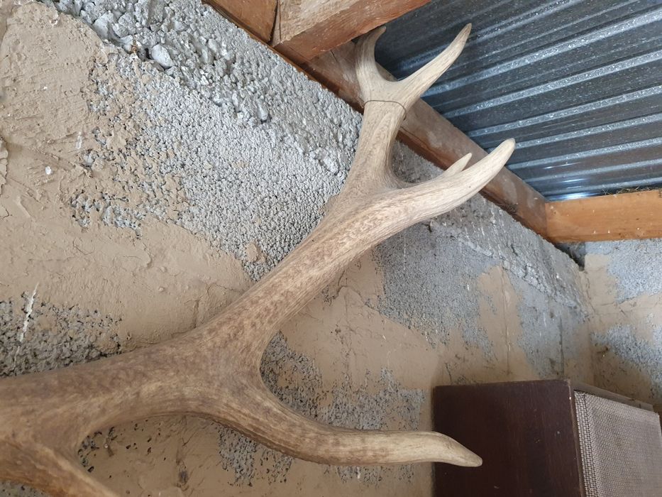 Рога оленя антиквариат