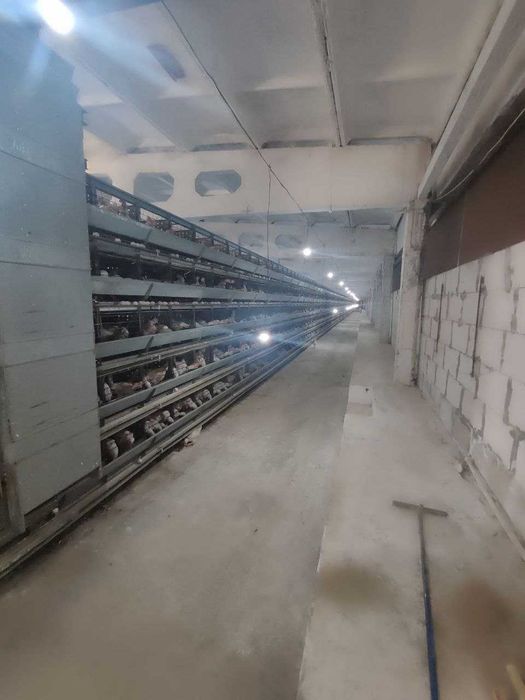 XXX Продаётся птицфабрика Кибрай