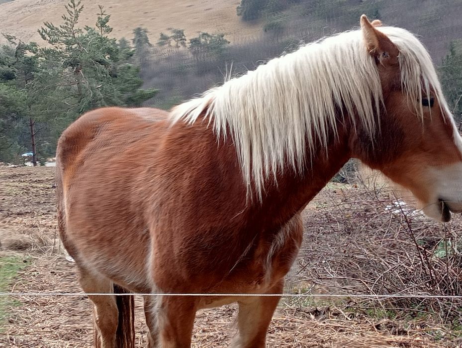 Vând Mânza de 3 ani!! S-au schimb cu oii