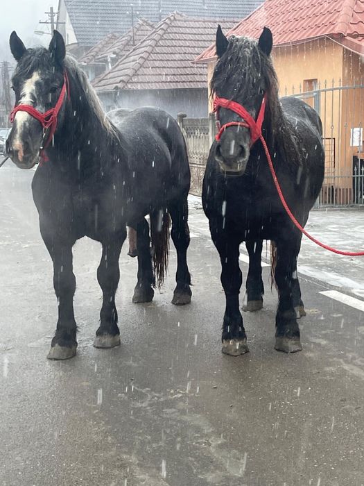 Mânz și mânză de vânzare