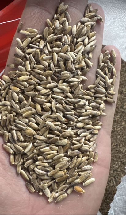 Chia, xelba, zigir, OPTOM