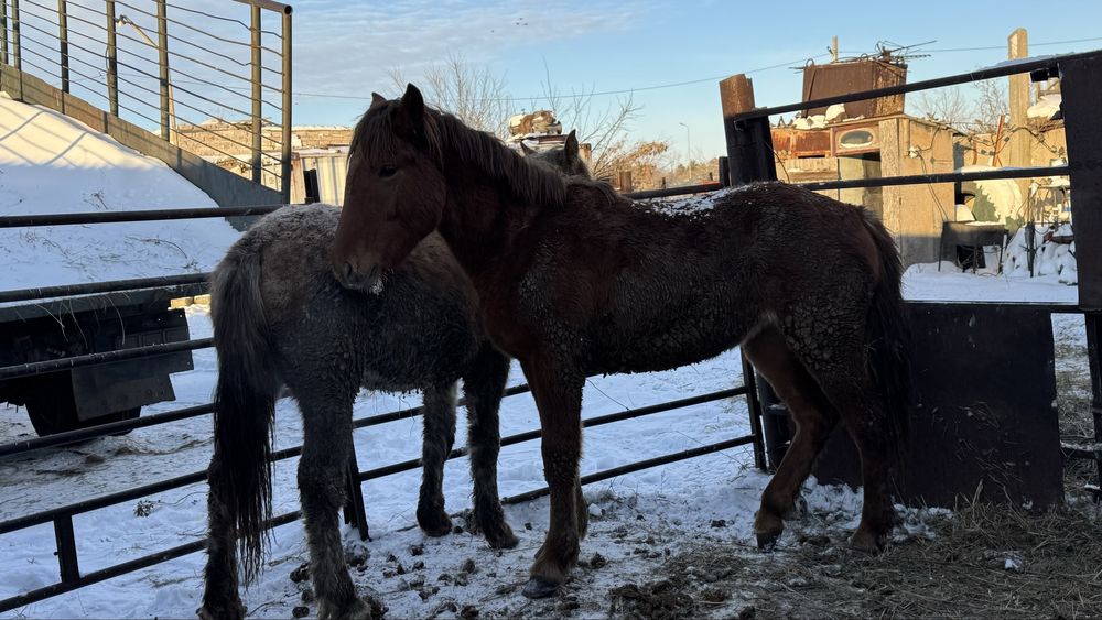 Продам Байтал 1,5г