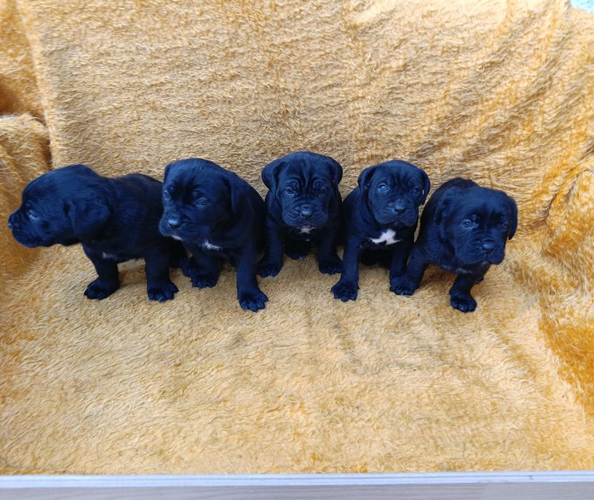 Кане Корсо с Паспорт !