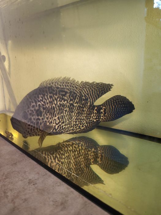 Ciclida americană - jaguar