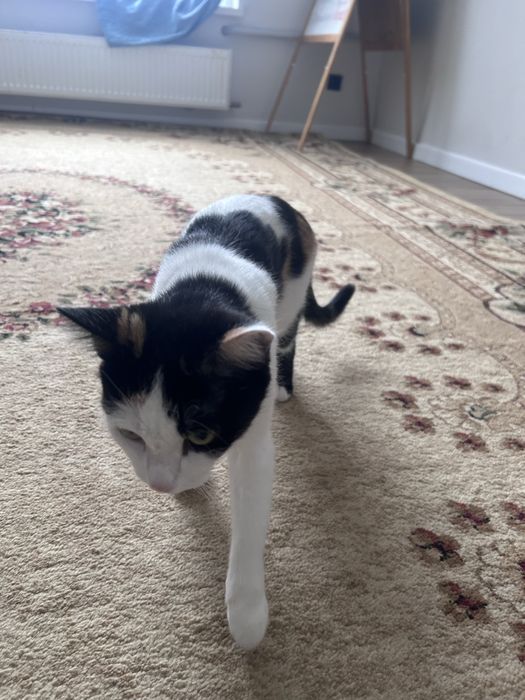 От кошку в добрые руки