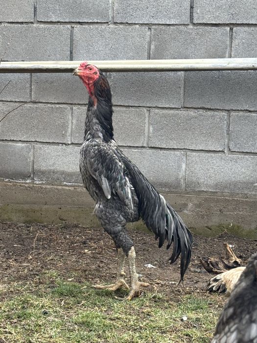 Петух вьетнам ганой