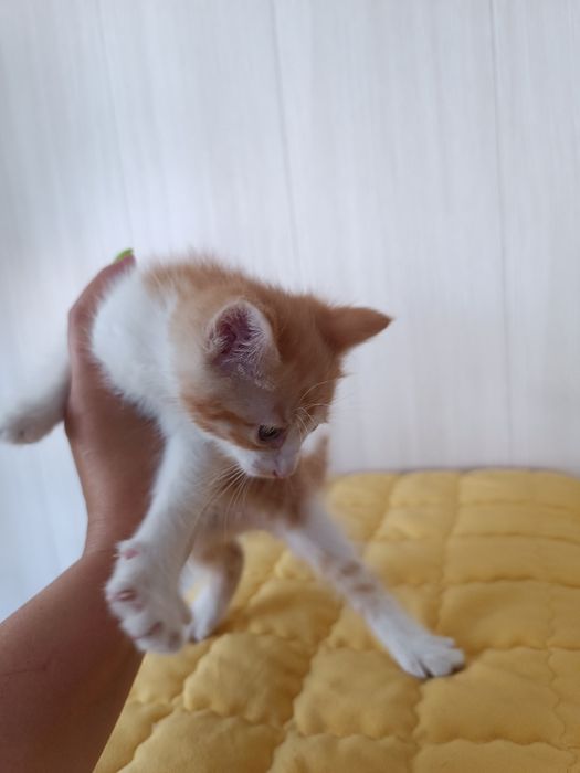 Котенок Рыжик, 2 мес