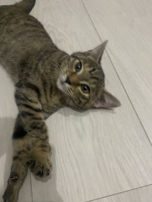 Отдам котенка в добрые руки