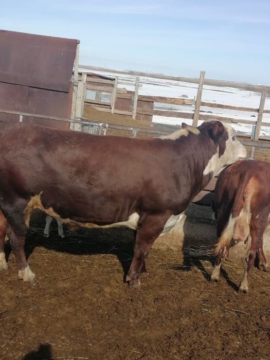 Хороший Бык на племя