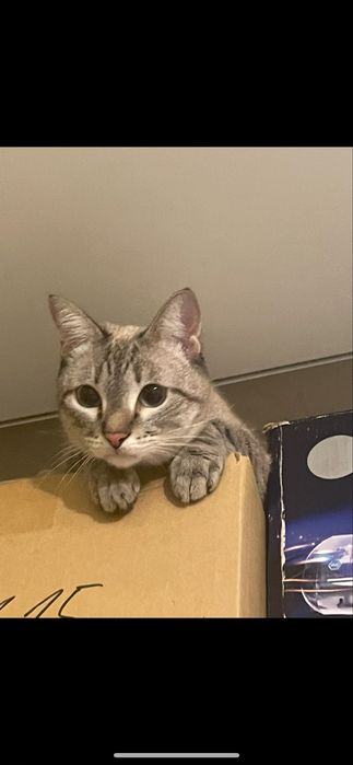 Отдам в добрые руки кошку