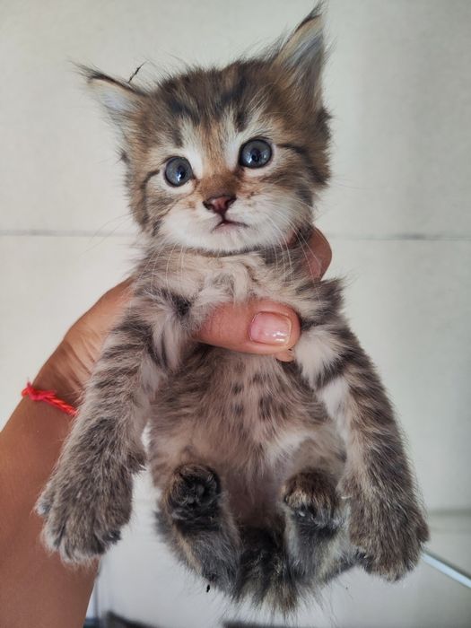Отдам Котят в добрые руки