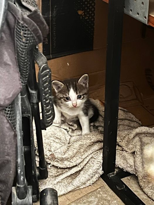 Котенки в добрые руки