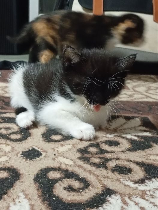 Отдам котят в добрые руки