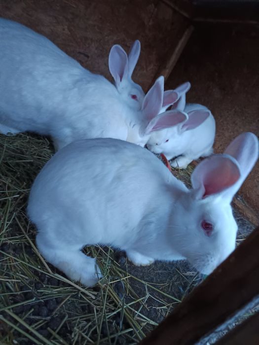 Iepuri Hycole francez