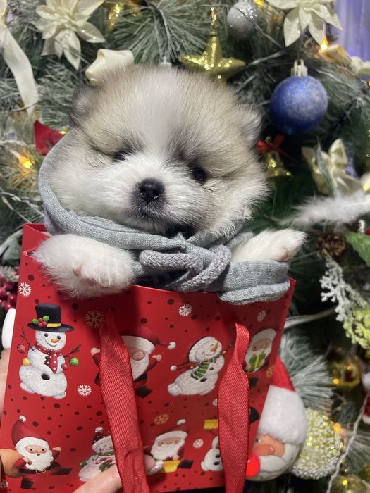 Щенки  шпица  на  бронь