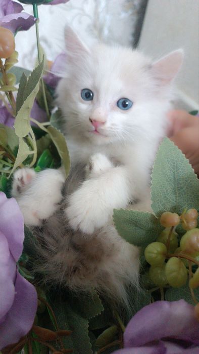 Qullar bilan jinsiy aloqa (videoni tomosha qilish)