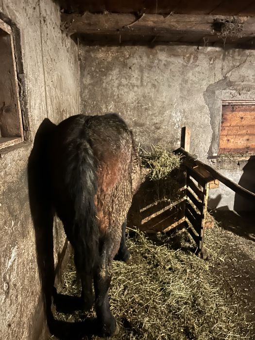 Vand mânz  de un an jumate