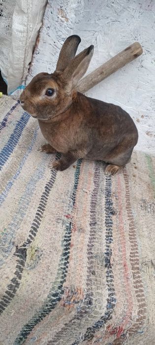 De vânzare 2 femele rex castor
