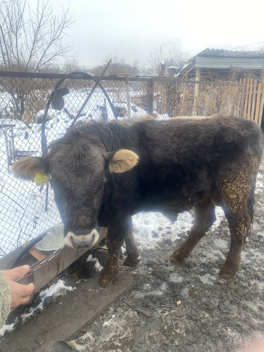 Продам быка 2 года