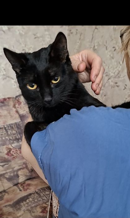 Умный котик Сёма в добрые руки!