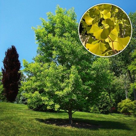 Ginko -Biloba Mariken
