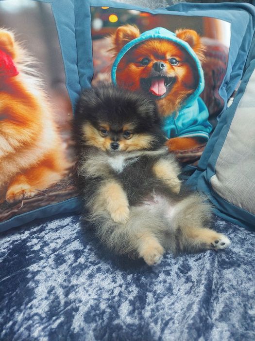 Шпиц.Мальчик красавчик.