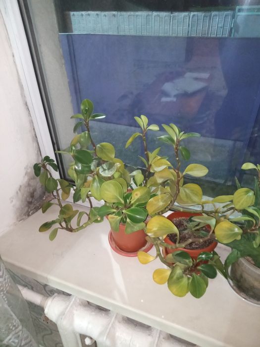 Продам комнатные цветы