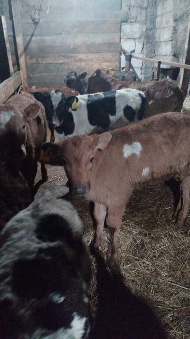 Продам телят ...