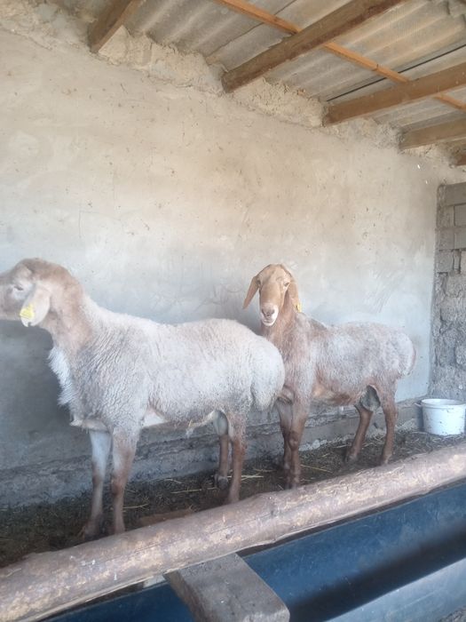 Қошқарлыққа сатылад Арашан