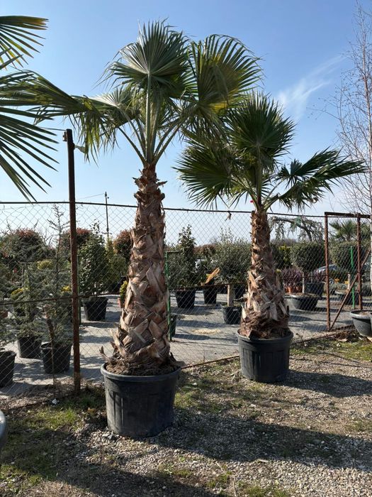 Gazon rulou plante ornamentale
